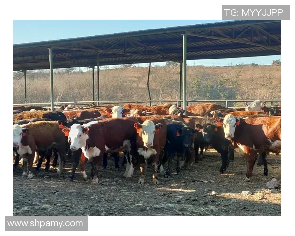 雄牛队近期比赛实力有所下滑，需加强备战